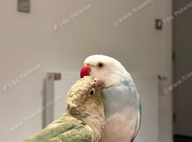 greencheck conoure and indian ring neck couple
