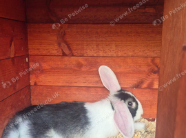Mini lionhead lop bunny