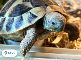 Hermann tortoise