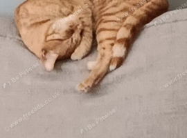 Rehoming my ginger tabby