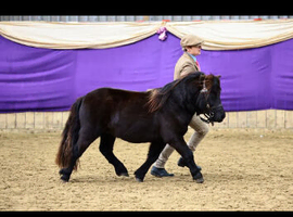 Stunning standard gelding