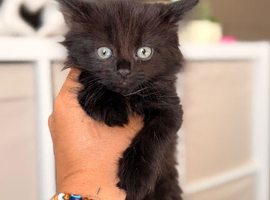 Kittens for sale