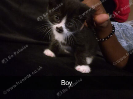 Kittens ready to go to a loving home