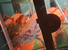 2 dirty adult male leusistic axolotls