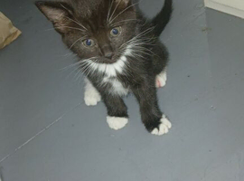 Female kittens for sale