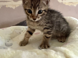 Last female kitten(bengal)