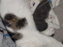 2 kittens