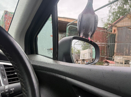 Racing pigeons homing pigeons free