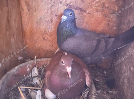 I have 3 pairs racing pigeon