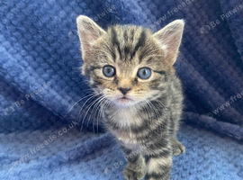 Maine coon x