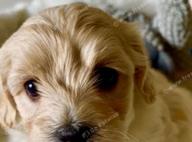 Stunning Fully DNA Health Tested F1 Maltipoo Puppies