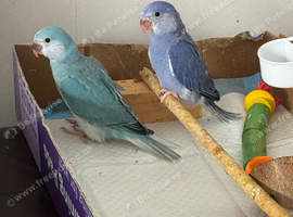 Indian Ringneck Babies &mdash; Violet Cleartail & Blue Cleartail