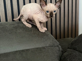 Female kittens for SALE