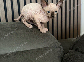Kittens Looking for Loving Homes
