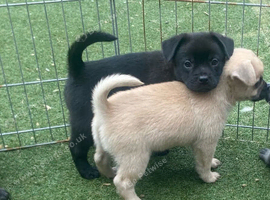 Fluffy and short haired French bulldog x German spitz