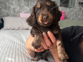 Cocker spaniel puppies for sale