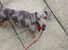 Miniature dachshounds
