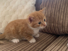 3 British short hair kittens