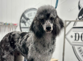 Stunning Merle male Poodle