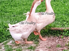 Pair Buff African Geese