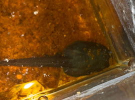 Bumblebee Dart frog tadpoles