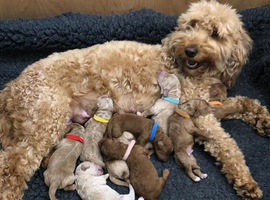 Sunning littler of Australian Double Doodles from Health screened parents