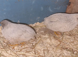 Chinese quails