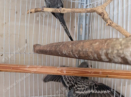 STUNNING Single factor anthrecite budgies.