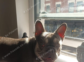Fench bulldog