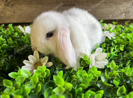 Gorgeous pure Mini lops