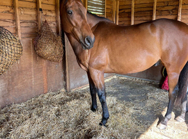 15.3 thoroughbred