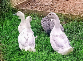 Swedish Ducklings/Ducks 2026 hatch