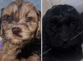 Beautiful F1 Cavapoo Puppies READY TO LEAVE