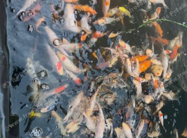 Koi