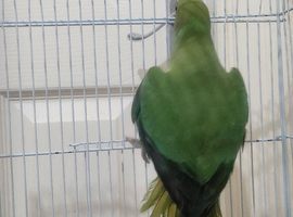 Male ring neck parrot