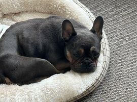 French bulldog