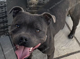 Blue male Staffordshire bull terrier