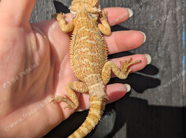 Bearded dragon babies