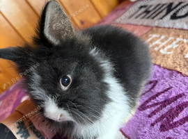Dutch X Double Maned Lionhead Kits - Rabbits