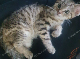 Tortoiseshell x tabby