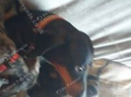 Miniature dachshund