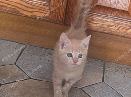 Cream tabby female kitten