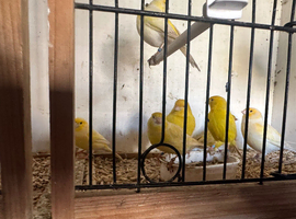 Canary&rsquo;s