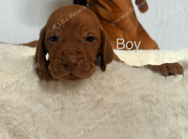 Hungarian Vizsla puppies