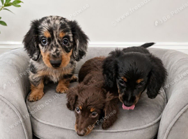 Mini dachshund ready now