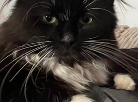 tuxedo