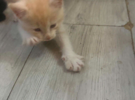 Ragdoll cross calico kittens