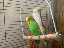 Three gorgeous birds