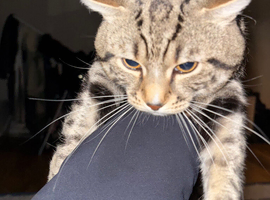 Cute cat for sale in north west London