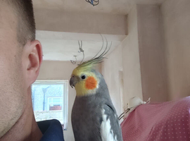 Cockatiel